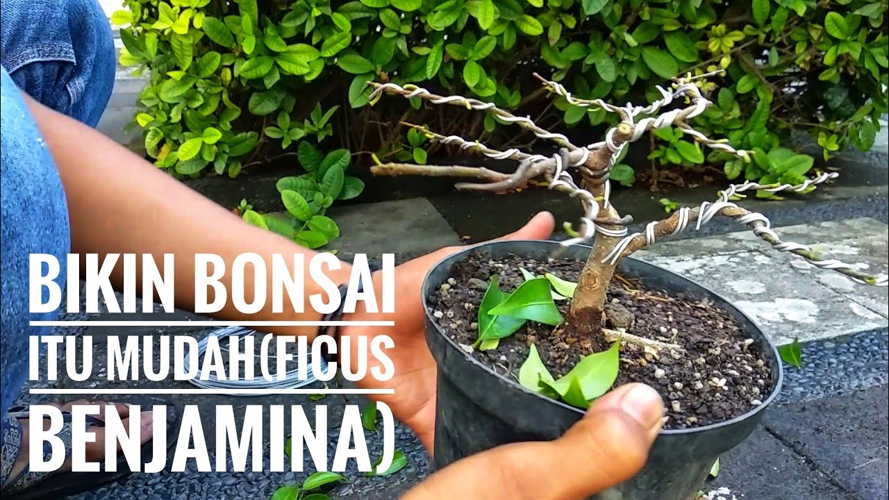 Detail Bonsai Beringin Kecil Nomer 2