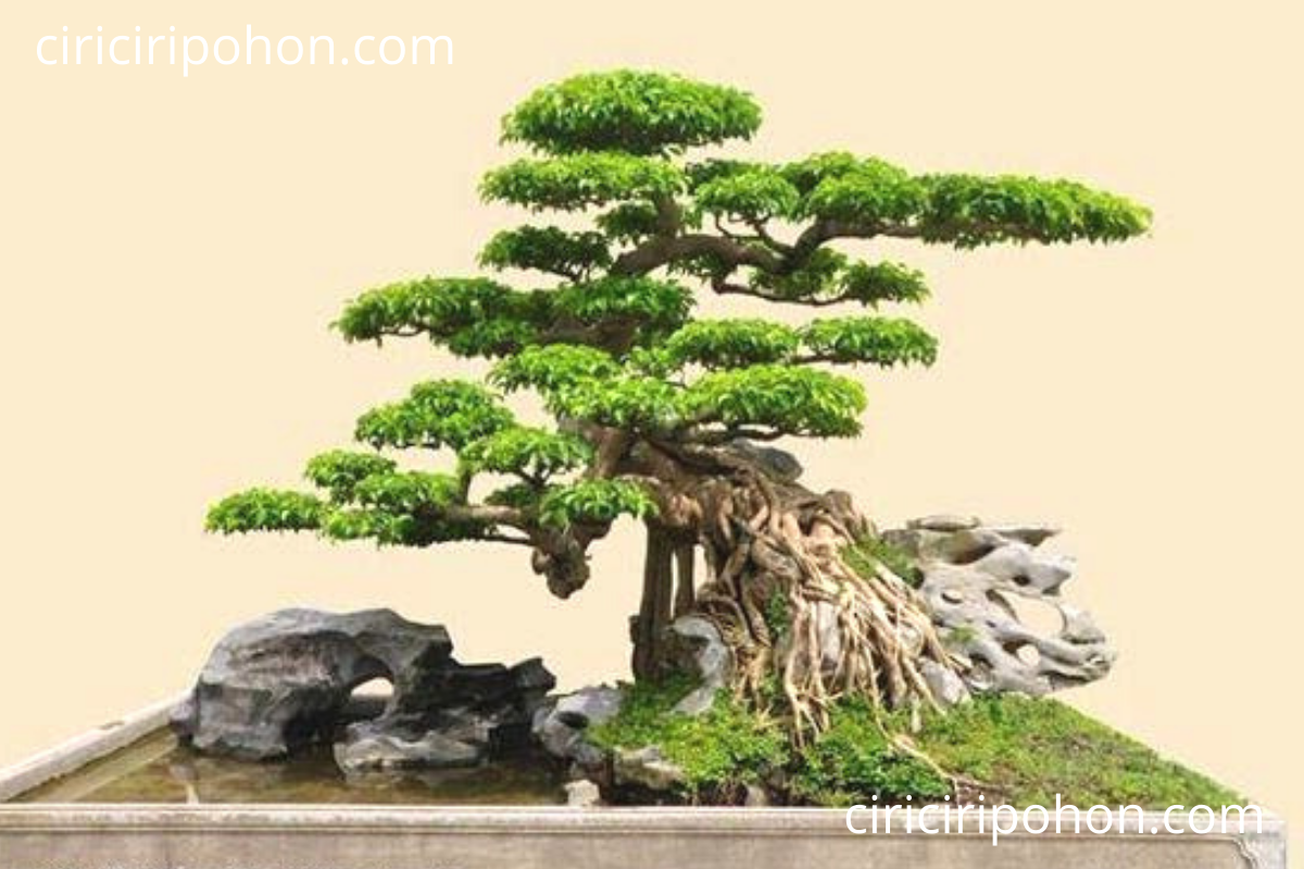 Detail Bonsai Beringin Kecil Nomer 13