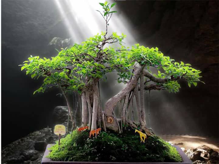 Download Bonsai Beringin Kecil Nomer 15