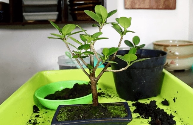 Detail Bonsai Beringin Kecil Nomer 16