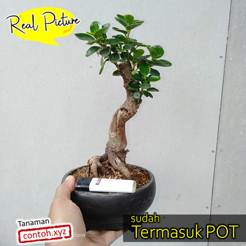 Detail Bonsai Beringin Kecil Nomer 17