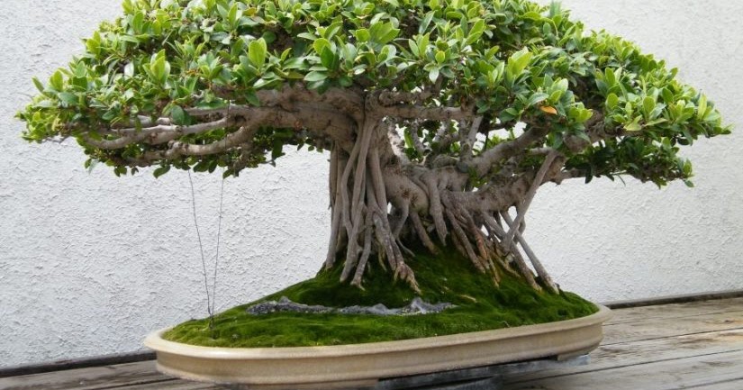 Detail Bonsai Beringin Kecil Nomer 18