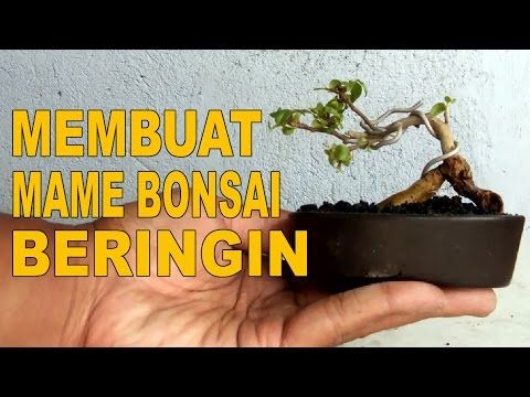 Detail Bonsai Beringin Kecil Nomer 19