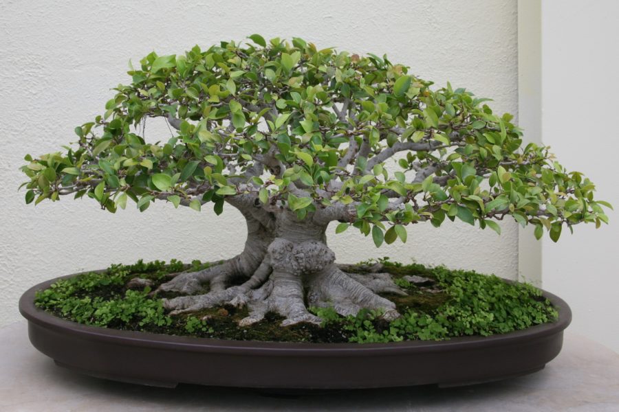 Detail Bonsai Beringin Kecil Nomer 20