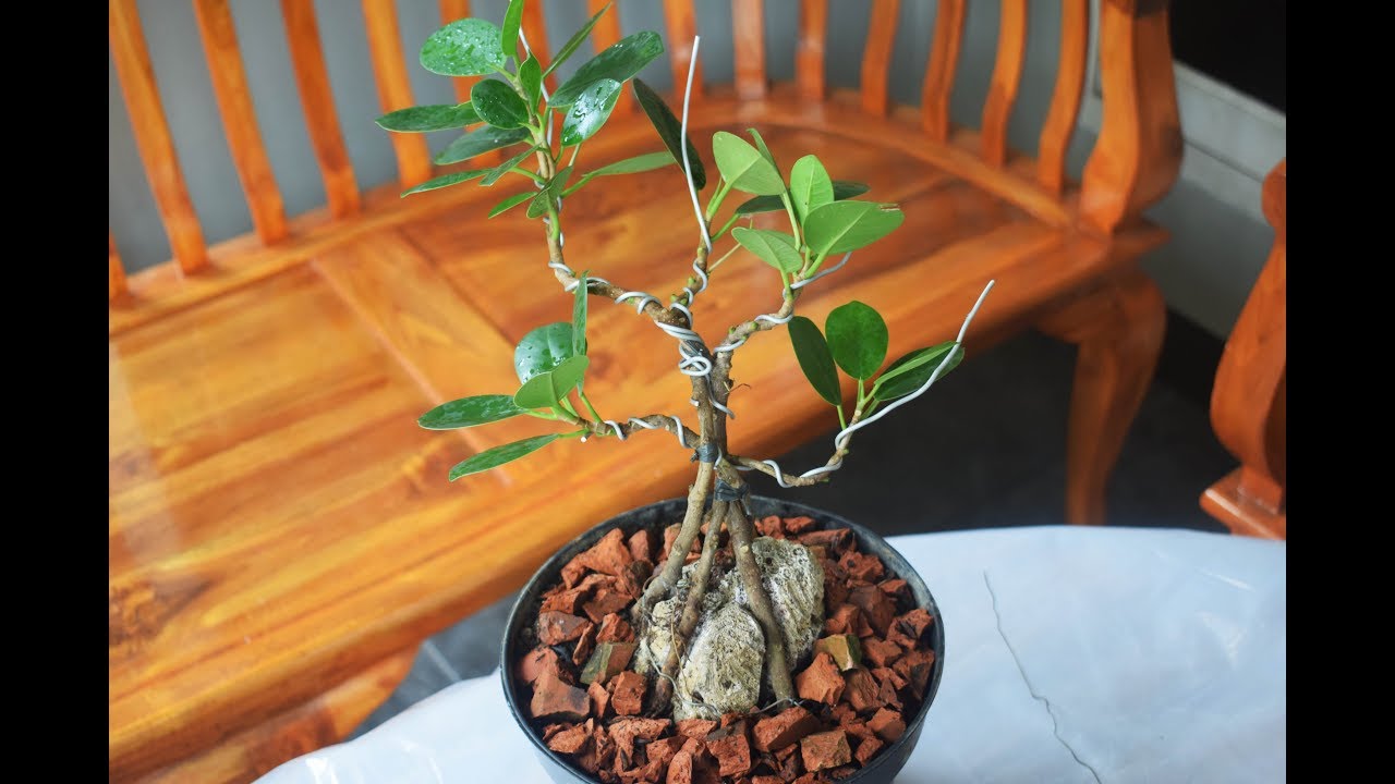 Detail Bonsai Beringin Kecil Nomer 3