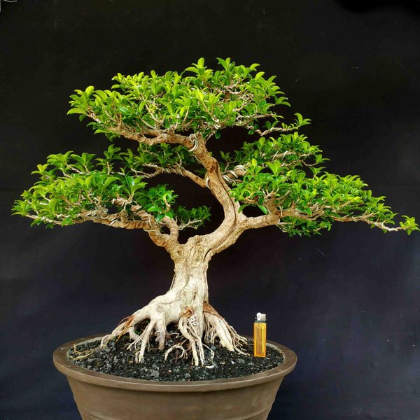 Detail Bonsai Beringin Kecil Nomer 22