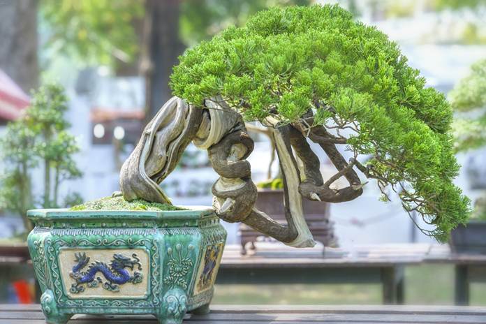 Detail Bonsai Beringin Kecil Nomer 25