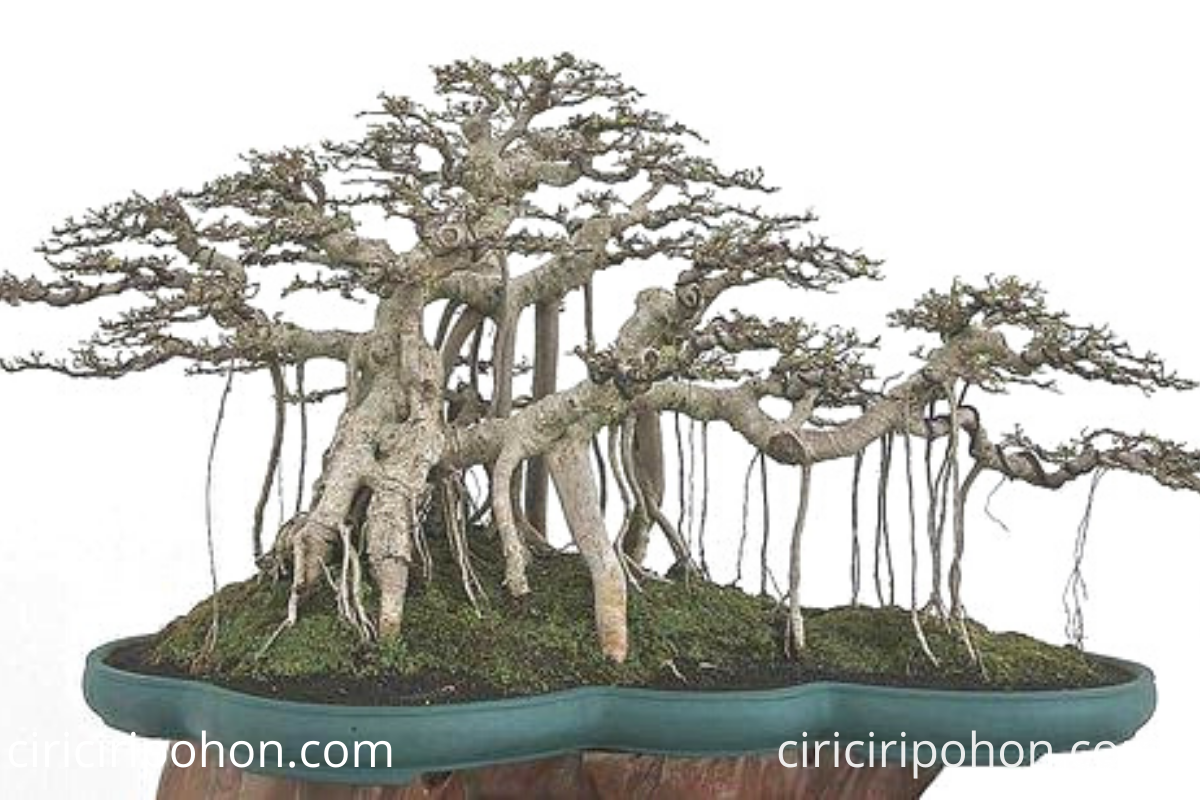 Detail Bonsai Beringin Kecil Nomer 26