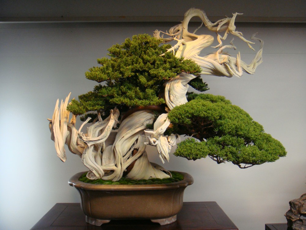 Detail Bonsai Beringin Kecil Nomer 27