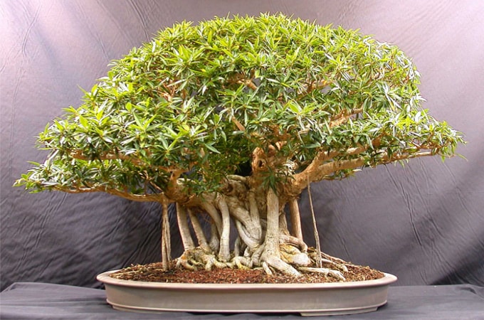 Detail Bonsai Beringin Kecil Nomer 4