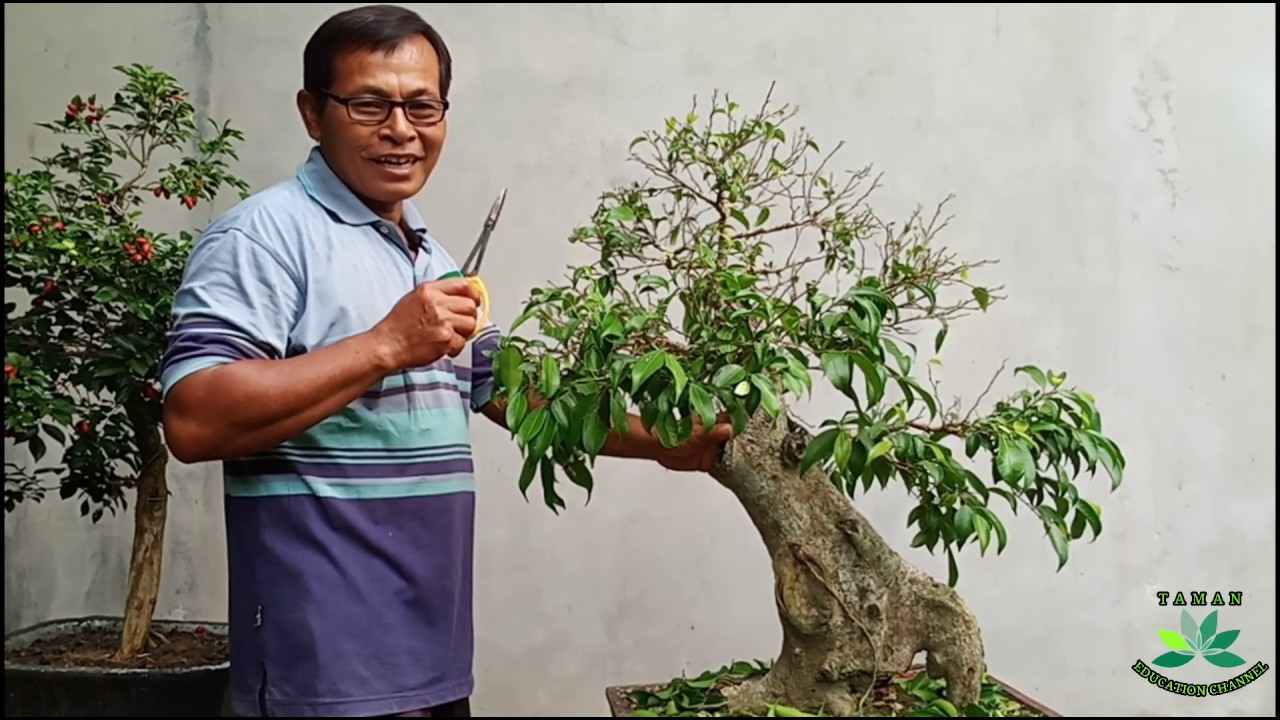 Detail Bonsai Beringin Kecil Nomer 29