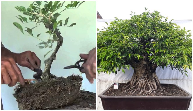 Detail Bonsai Beringin Kecil Nomer 30