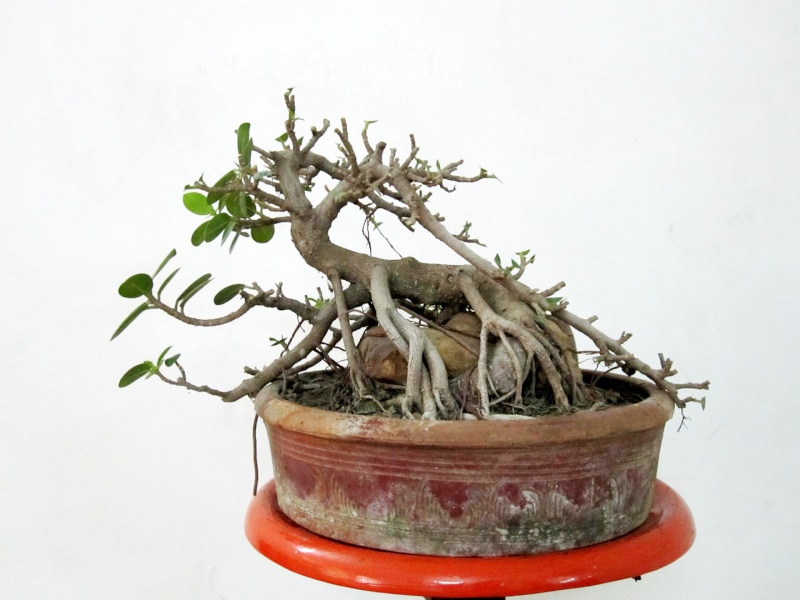 Detail Bonsai Beringin Kecil Nomer 32