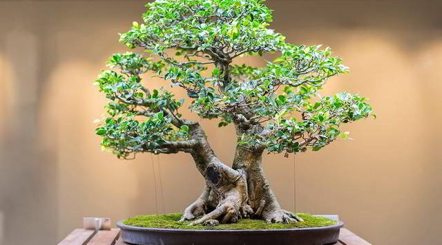 Detail Bonsai Beringin Kecil Nomer 33