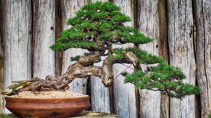 Detail Bonsai Beringin Kecil Nomer 34