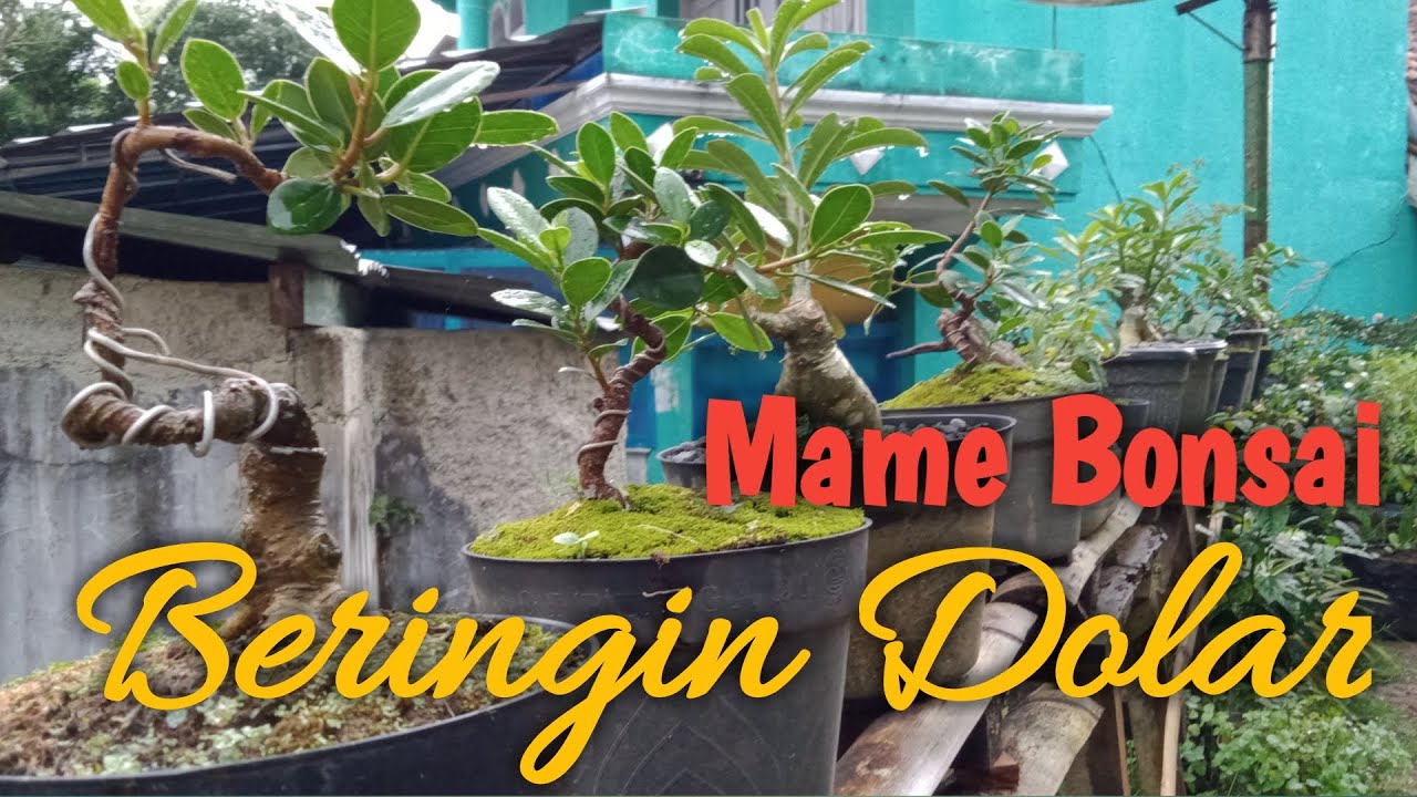 Detail Bonsai Beringin Kecil Nomer 35