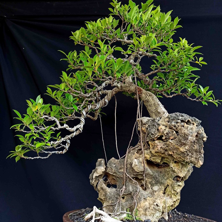 Detail Bonsai Beringin Kecil Nomer 37