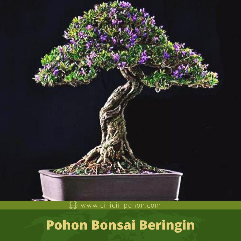 Detail Bonsai Beringin Kecil Nomer 42