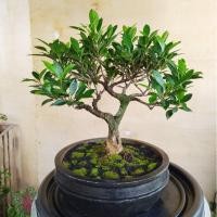 Detail Bonsai Beringin Kecil Nomer 43