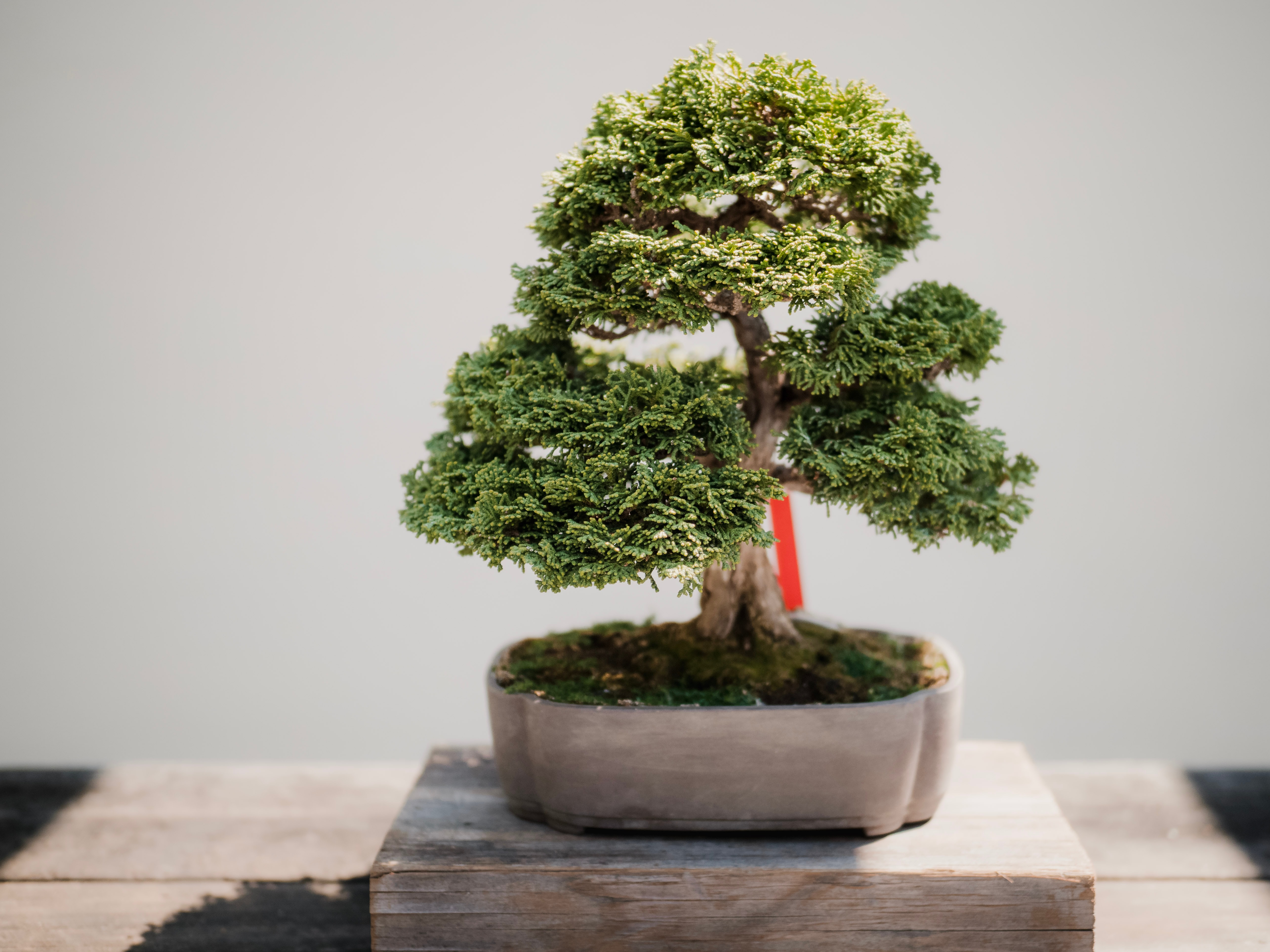 Detail Bonsai Beringin Kecil Nomer 44