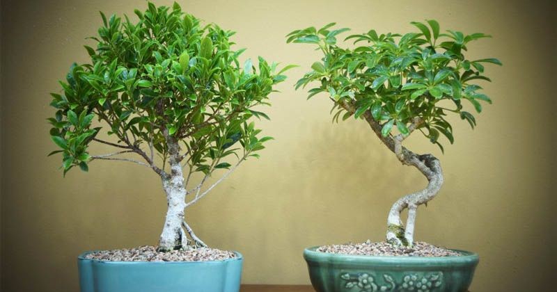 Detail Bonsai Beringin Kecil Nomer 6