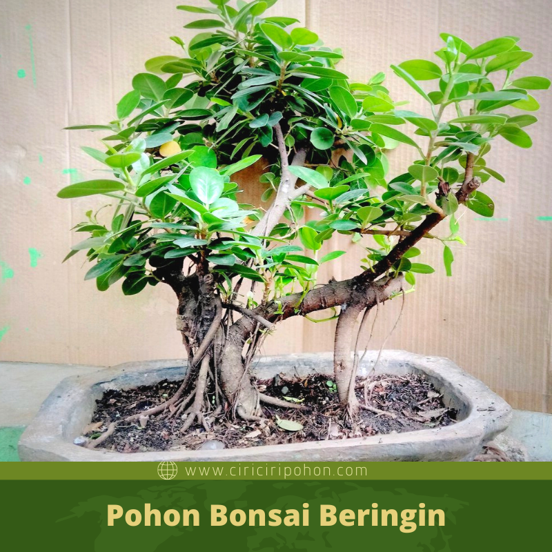 Detail Bonsai Beringin Kecil Nomer 49