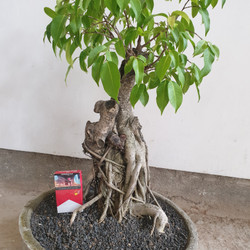 Detail Bonsai Beringin Kecil Nomer 50