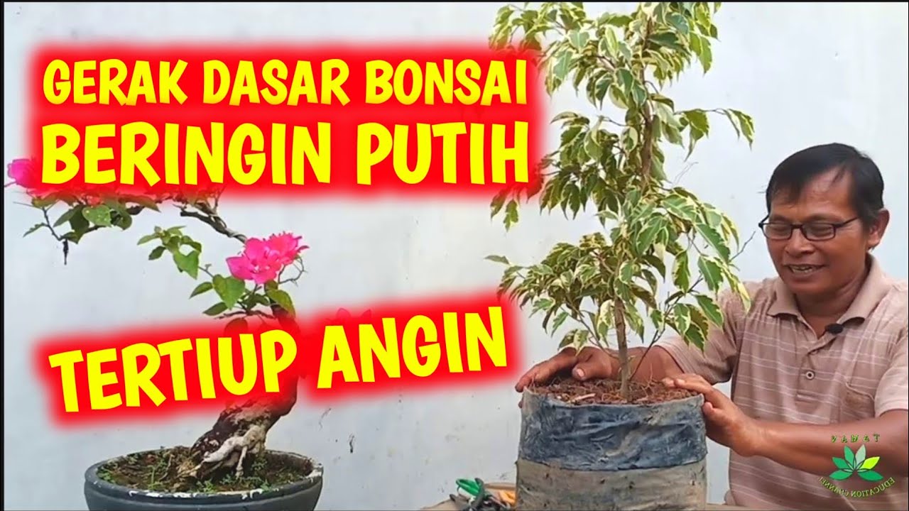 Detail Bonsai Beringin Kecil Nomer 52