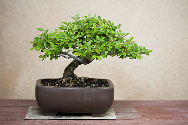 Detail Bonsai Beringin Kecil Nomer 53