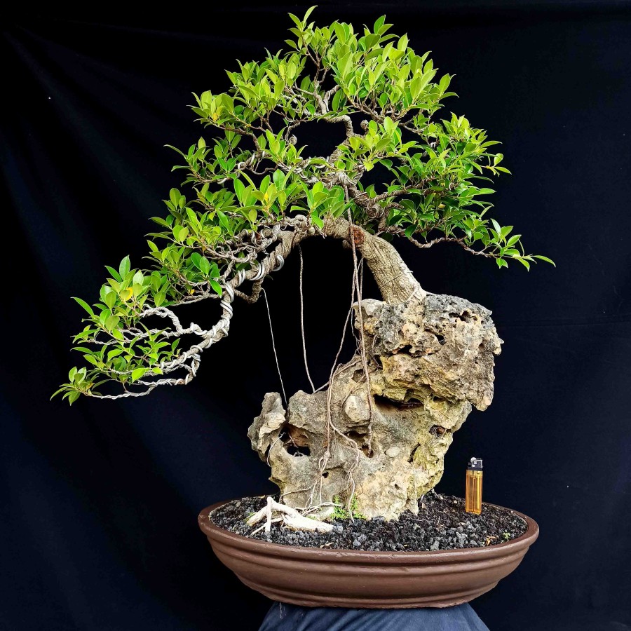 Detail Bonsai Beringin Kecil Nomer 54