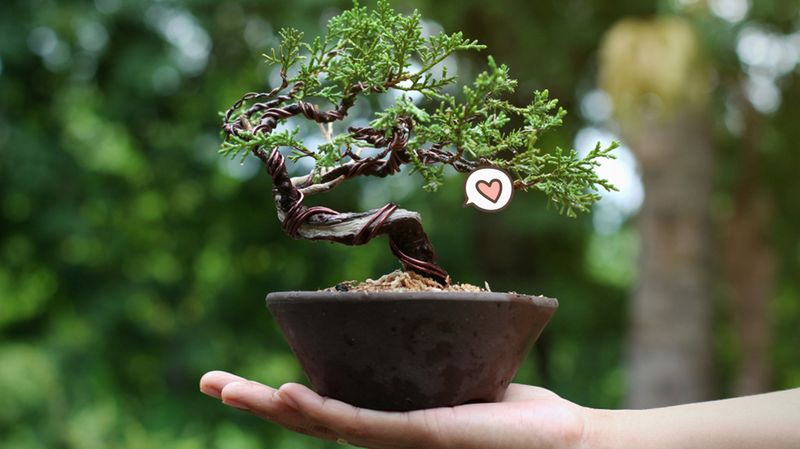 Detail Bonsai Beringin Kecil Nomer 10