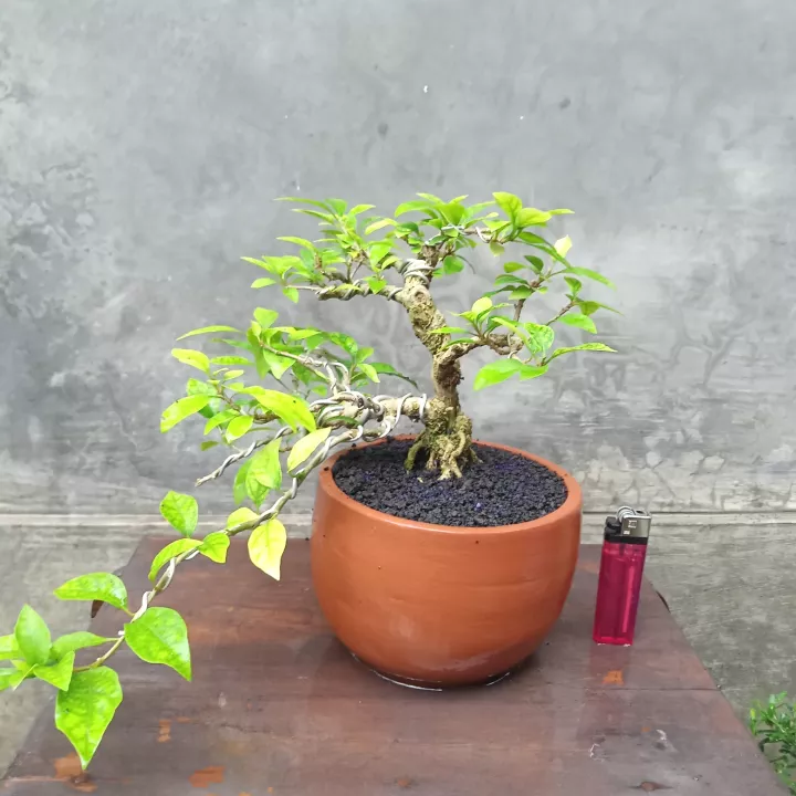 Detail Bonsai Bougenville Mame Nomer 22