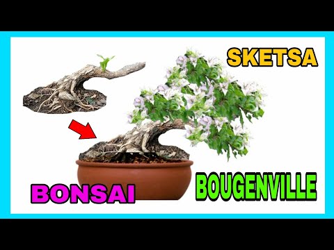 Detail Bonsai Bougenville Mame Nomer 33