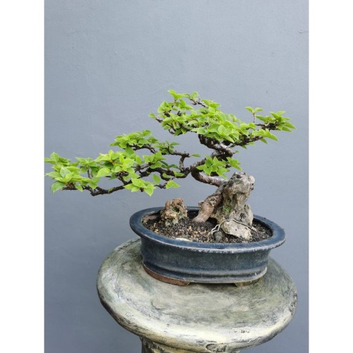 Detail Bonsai Bougenville Mame Nomer 41