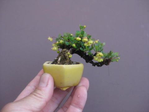 Detail Bonsai Bougenville Mame Nomer 49