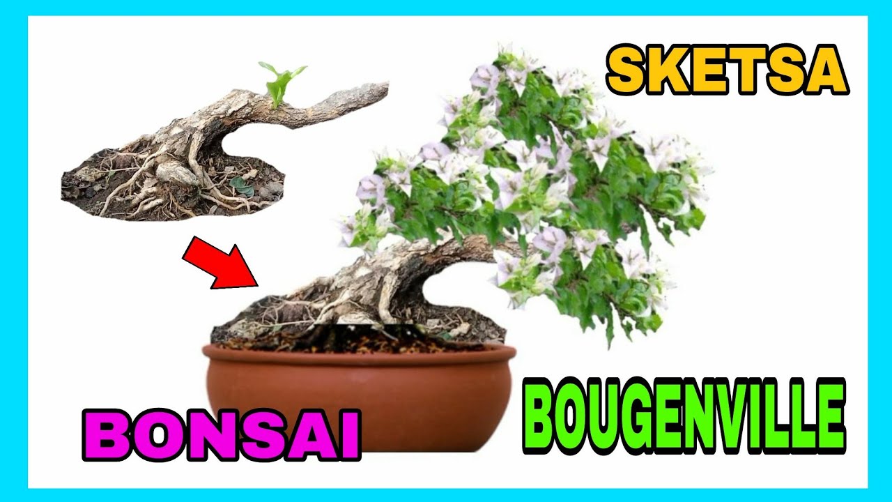 Detail Bonsai Bougenville Mame Nomer 7