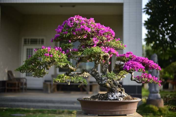 Detail Bonsai Bougenville Mame Nomer 9