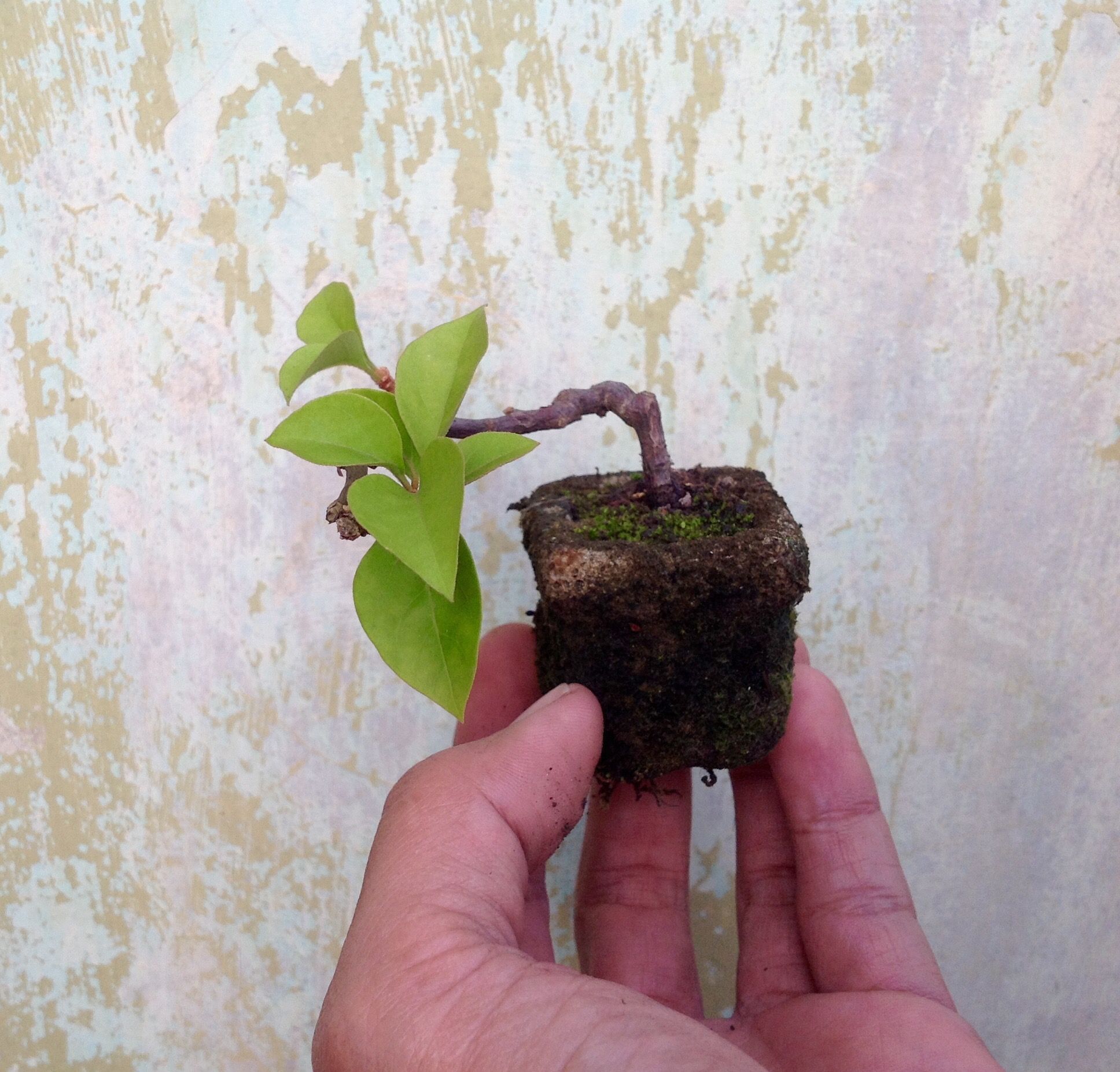 Bonsai Bugenvil Mini - KibrisPDR
