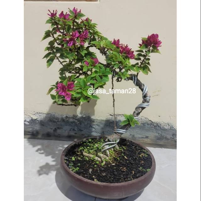 Detail Bonsai Bugenvil Mini Nomer 2