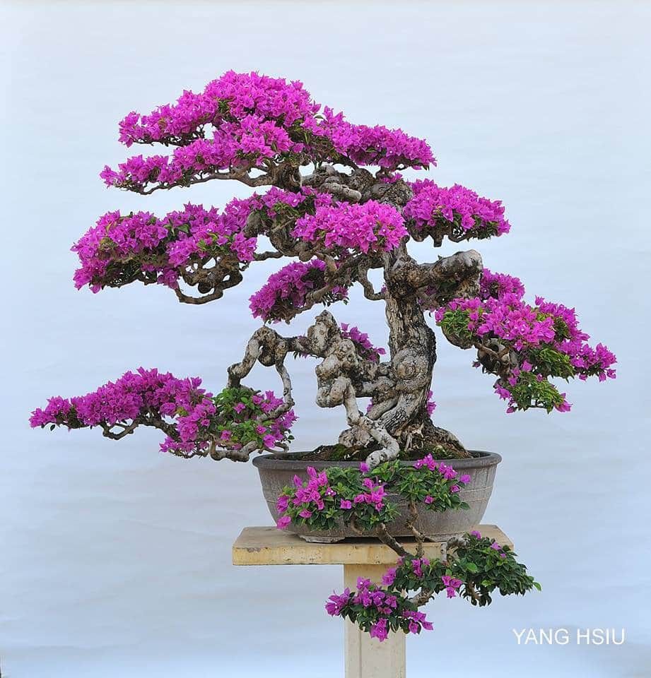 Detail Bonsai Bugenvil Mini Nomer 13