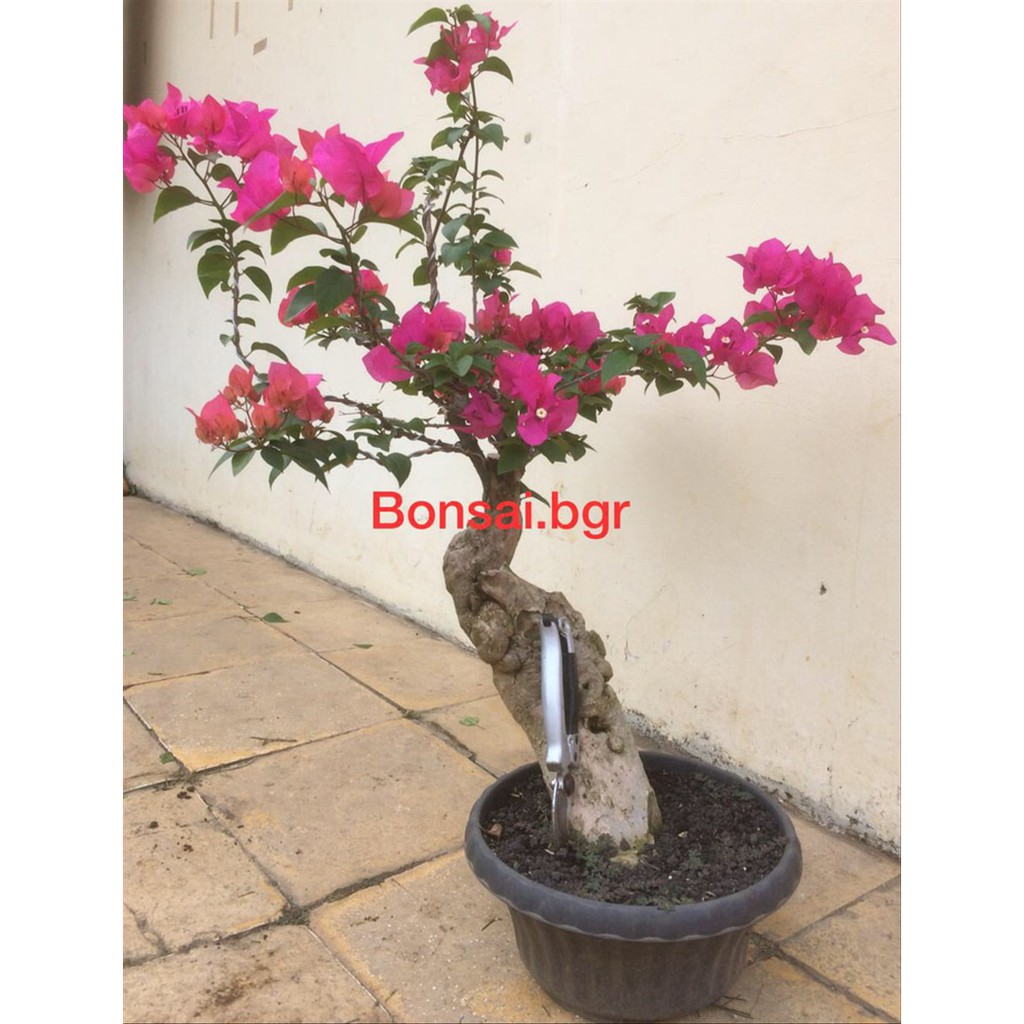 Detail Bonsai Bugenvil Mini Nomer 19