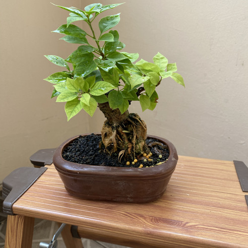Detail Bonsai Bugenvil Mini Nomer 24