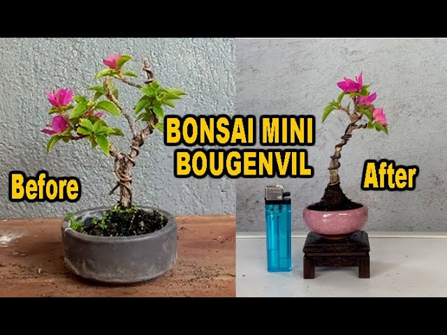 Detail Bonsai Bugenvil Mini Nomer 26
