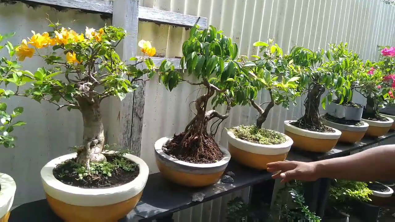 Detail Bonsai Bugenvil Mini Nomer 29