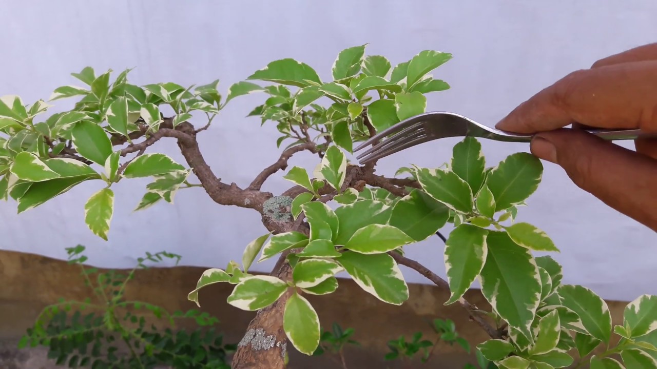 Detail Bonsai Bugenvil Mini Nomer 4