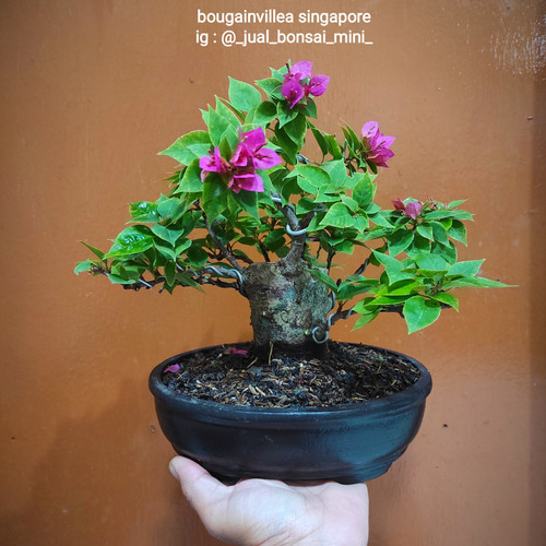 Detail Bonsai Bugenvil Mini Nomer 5