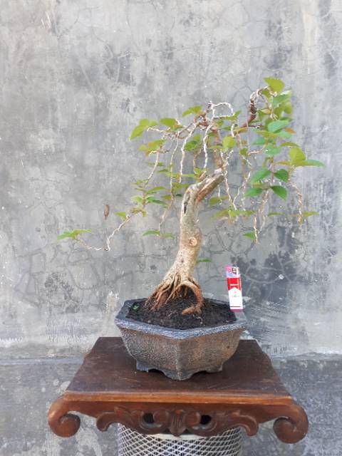 Detail Bonsai Bugenvil Mini Nomer 40