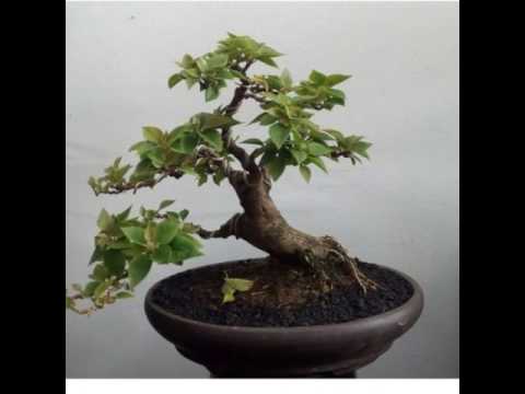 Detail Bonsai Bugenvil Mini Nomer 43