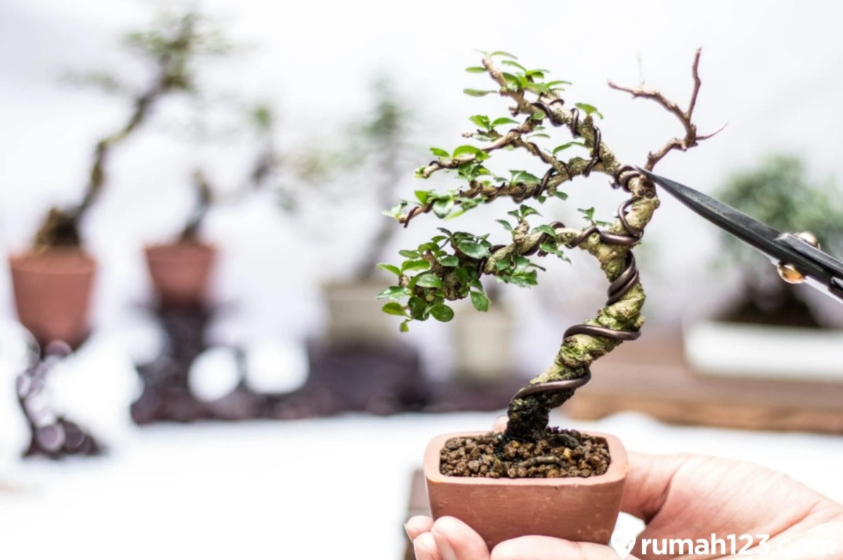 Detail Bonsai Bugenvil Mini Nomer 45