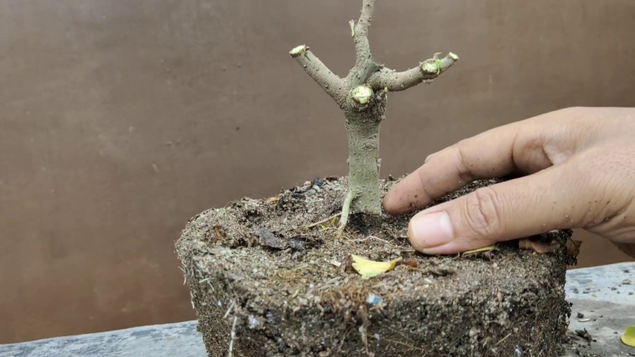 Detail Bonsai Bugenvil Mini Nomer 6